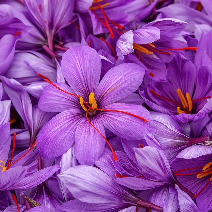 saffron kesar crocus flowers blooming garden India
