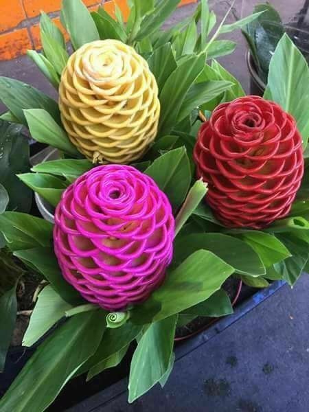 shampoo ginger lily tropical flowering plant garden India