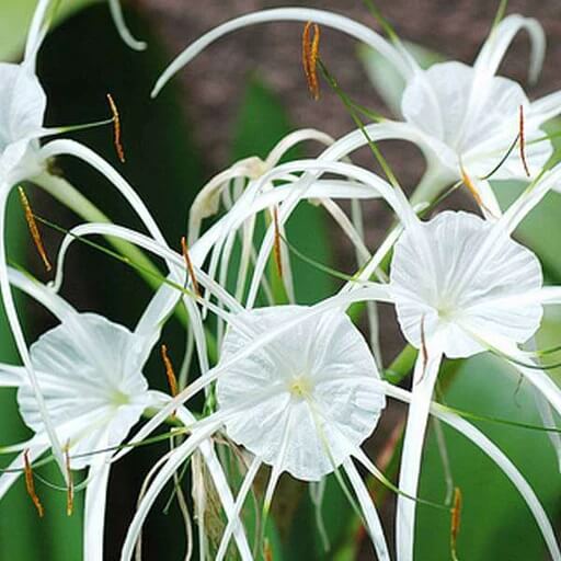 white spider lily bulbs Spider Lily Bulbs