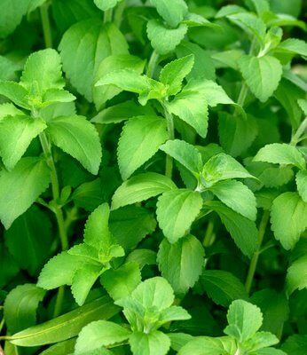 Stevia Herb Seeds, Imported Seeds 40-50