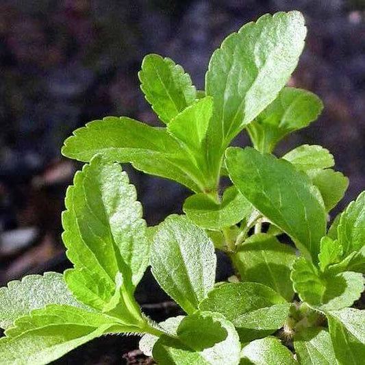 Stevia Herb Seeds, Imported Seeds 40-50