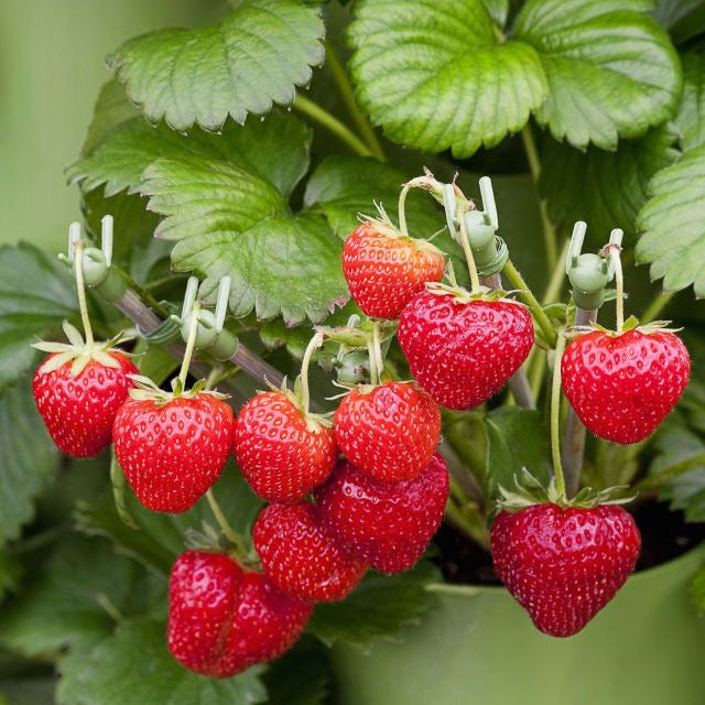 strawberry fruit seeds sweet red for home garden
