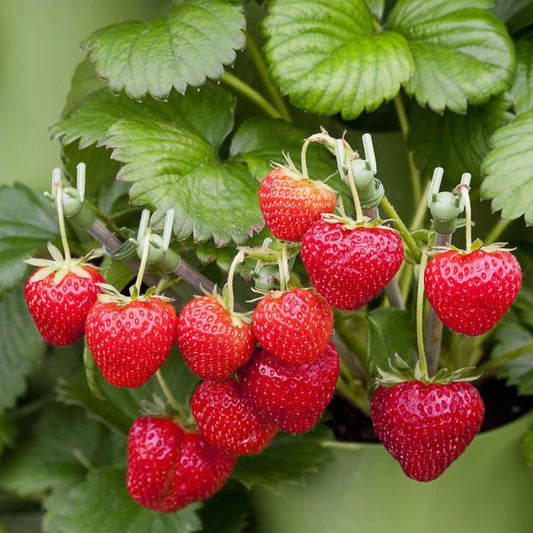 strawberry fruit seeds sweet red for home garden