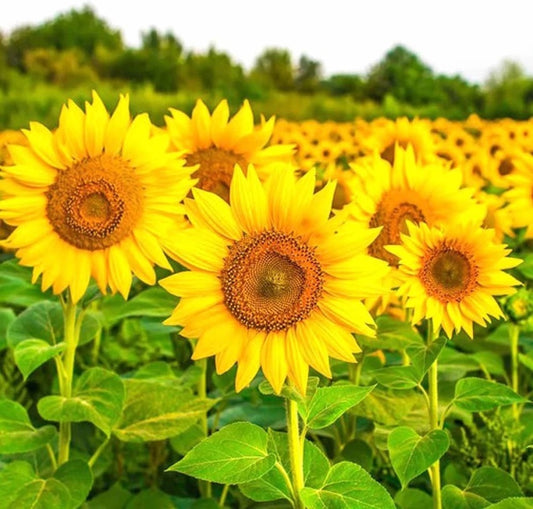 Sunflower Russian Seeds, Imported Flower Seeds 40-50