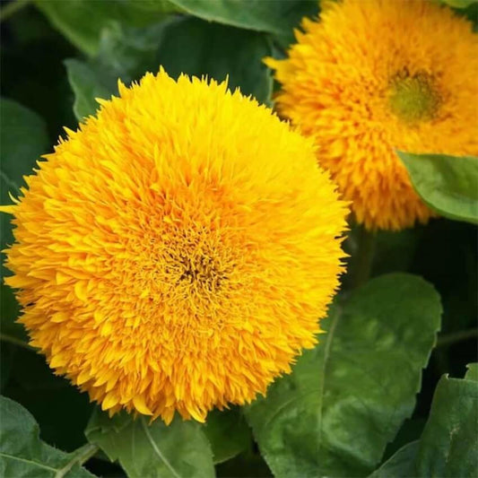 Sunflower Sun gold Flower Seeds, Imported Flower Seeds 50-60