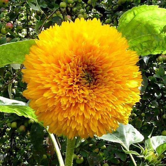 Sunflower Sun gold Flower Seeds, Imported Flower Seeds 50-60