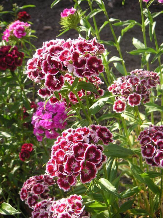 Sweet William Flower Seeds, Imported Seeds 50-100