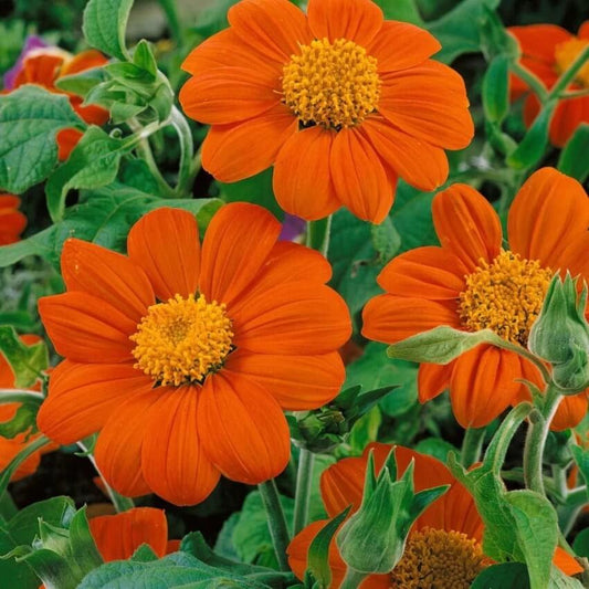 Tithonia Flower Seeds, Imported Flower Seeds 50-100