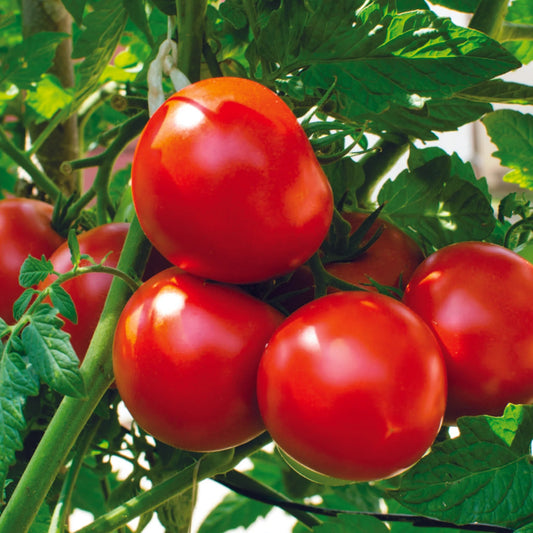 Tomato Ustad Imported Seeds 50-100