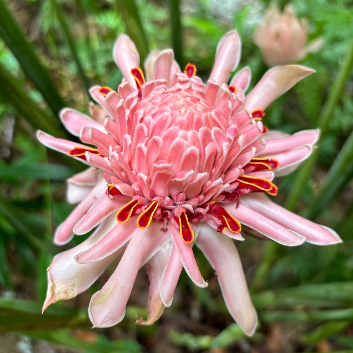 torch ginger lily (Etlingera elatior) red flower bulbs for garden