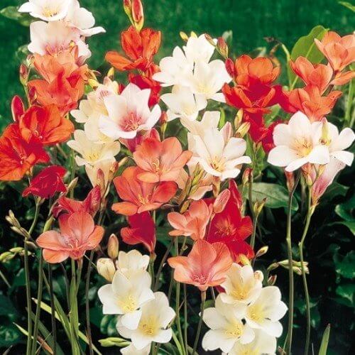 Tritonia Mixed Color Flower Bulbs Pack of 5 Bulbs