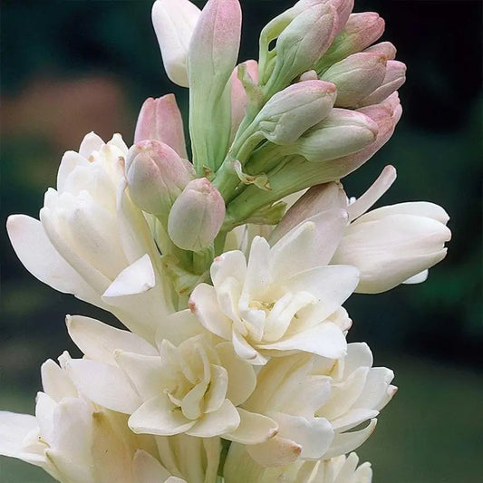 Rajanigandha Double Imported Flower Bulbs