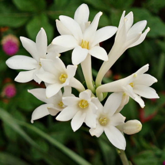 Rajanigandha Single Imported Flower Bulbs