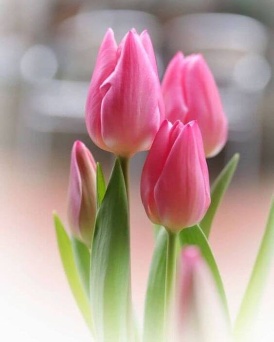 Tulip Imported Flower Bulbs Pink