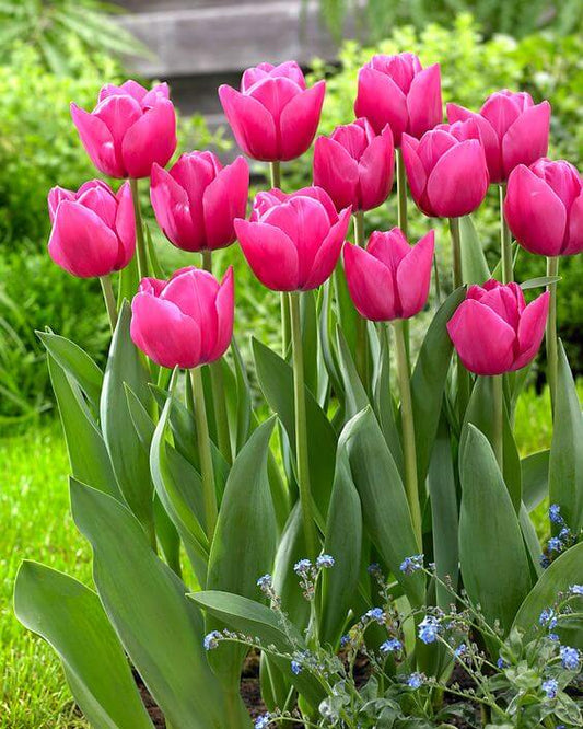 Tulip Imported Flower Bulbs Pink