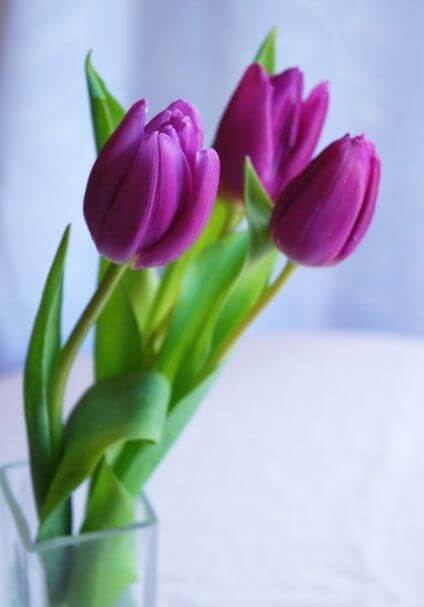 Tulip Imported Flower Bulbs Purple