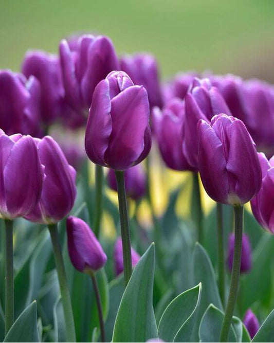 Tulip Imported Flower Bulbs Purple