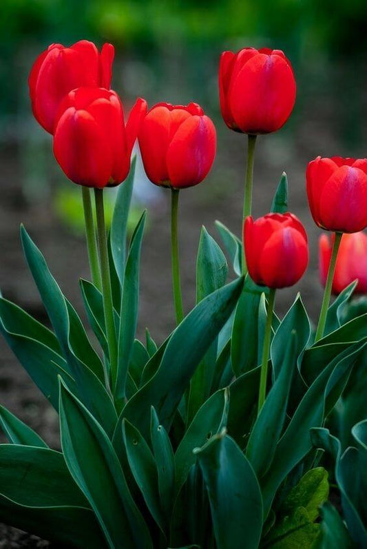 Tulip Imported Flower Bulbs Red