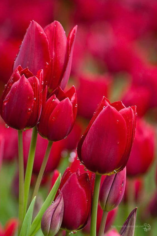 Tulip Imported Flower Bulbs Red