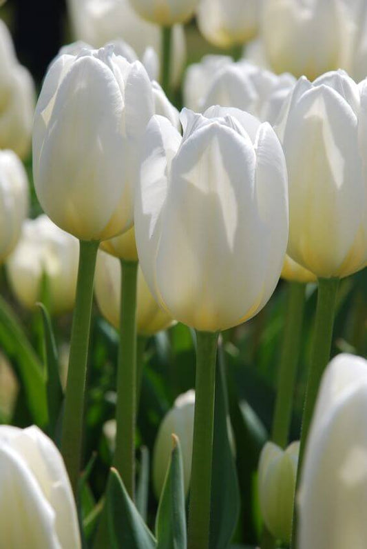 Tulip Imported Flower Bulbs White