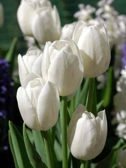 Tulip Imported Flower Bulbs White