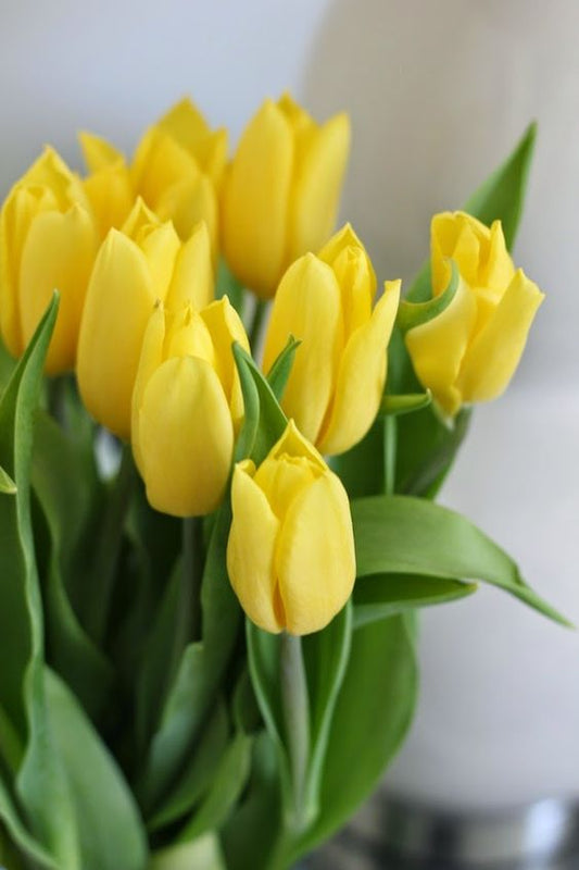 Tulip Imported Flower Bulbs Yellow