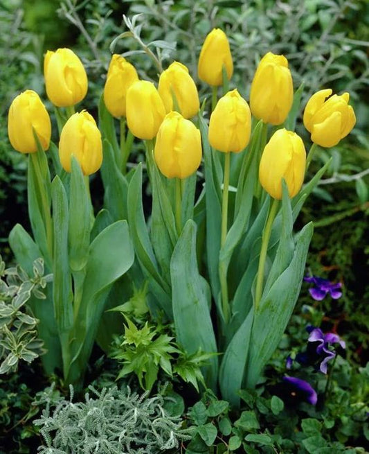 Tulip Imported Flower Bulbs Yellow