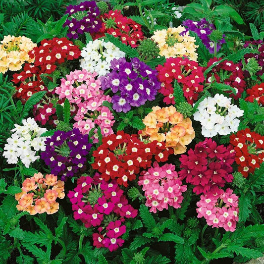 Verbena Flower Seeds, Imported Seeds 50-100