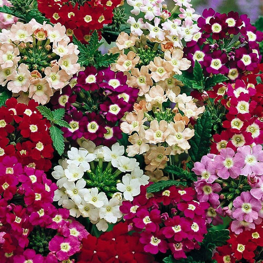 Verbena Flower Seeds, Imported Seeds 50-100