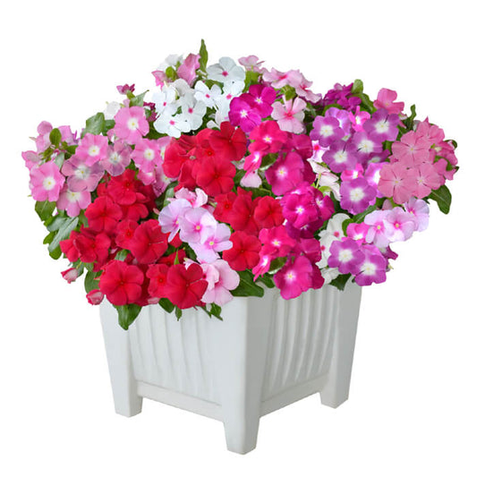 Vinca Flower Seeds, Imported Seeds 50-100