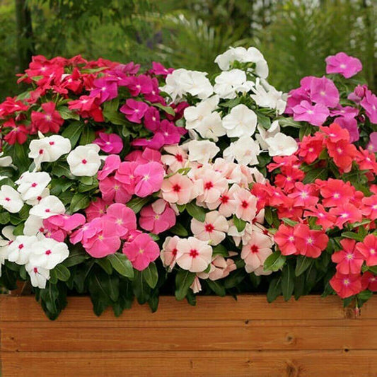 Vinca Flower Seeds, Imported Seeds 50-100