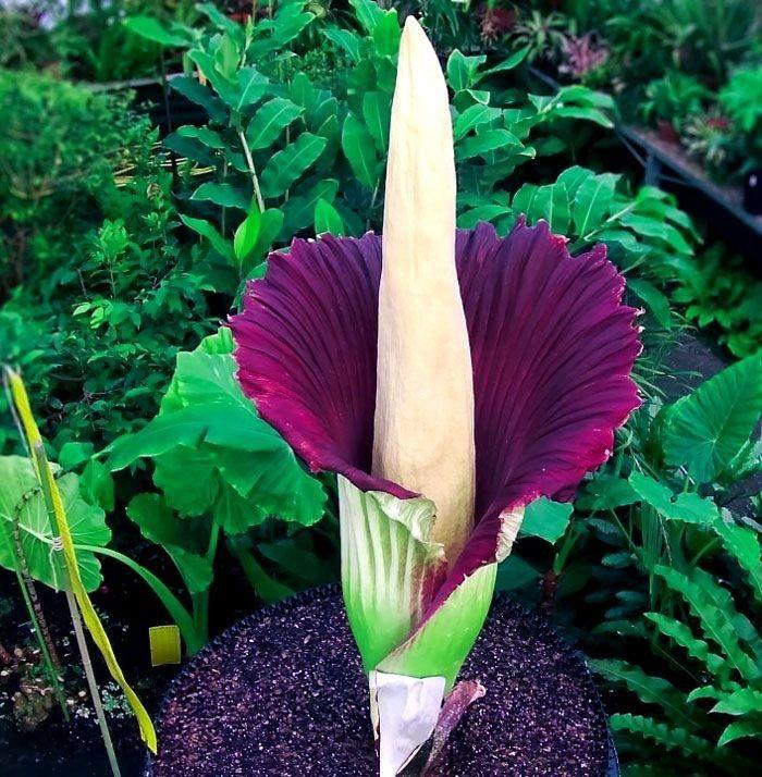 voodoo lily amorphophallus konjac exotic dark red bloom tropical plant India