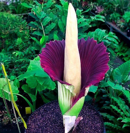 voodoo lily amorphophallus konjac exotic dark red bloom tropical plant India