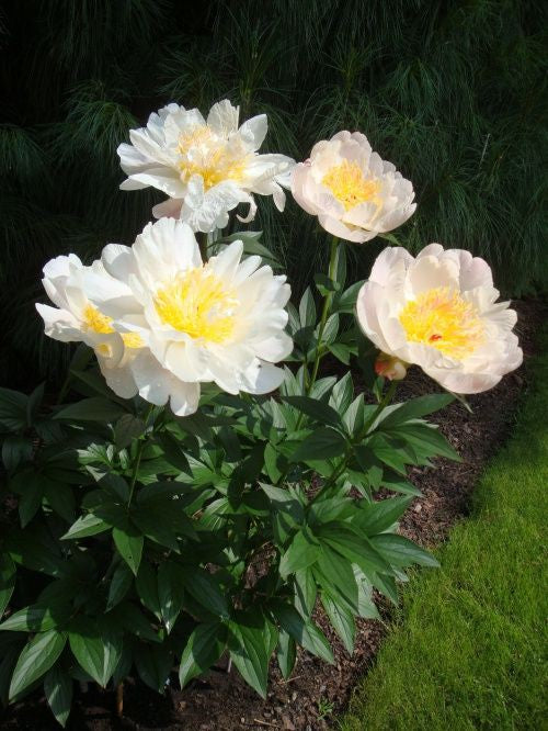 white yellow peony flowers blooming ornamental garden India
