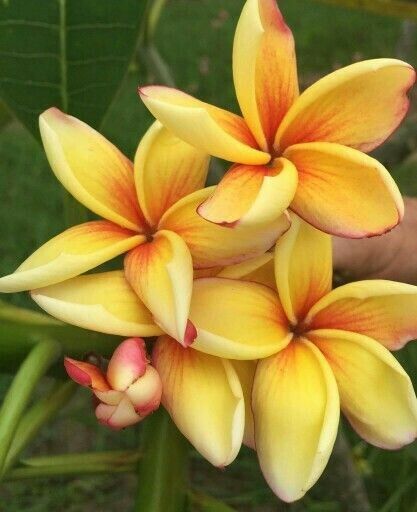 Close-up of yellow and orange frangipani flowers with a blurred green background