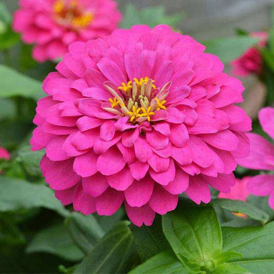 Zinnia Pink Flower Seeds, Imported Flower Seeds 50-100