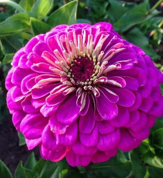 Zinnia Purple Flower Seeds, Imported Flower Seeds 50-100